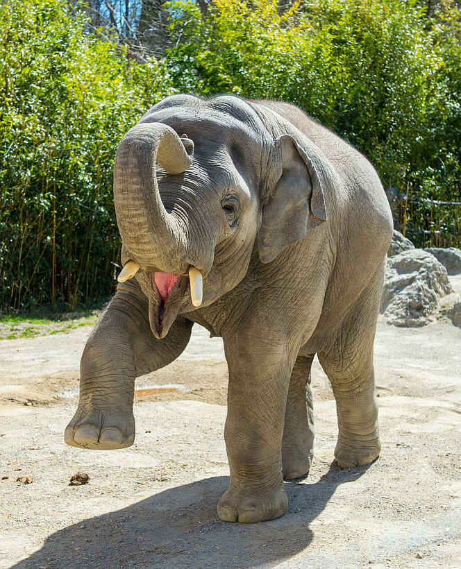 Elefant Ludwig wird von München nach Heidelberg ziehen