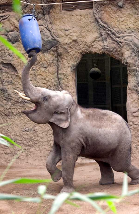 Der Elefantenbulle geht zurück in seinen Heimatzoo in Leipzig