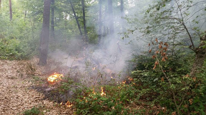 Durch das anhaltend trockene Frühlingswetter steigt die Waldbrandgefahr im Rhein-Neckar-Kreis, vor allem in den Kiefernwäldern des Rheintals