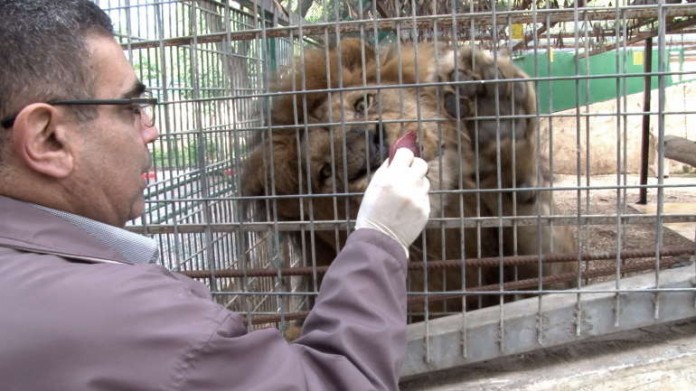 Stills aus dem Film „Qalqiliyas Zoo“ von Michael Schaff und Thomas Toth