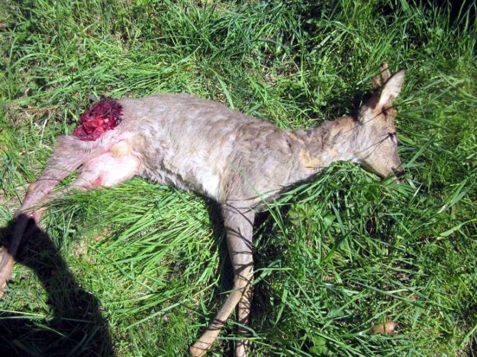 Eines der beiden Rehe, die vermutlich von einem Hund gerissen wurden. Die Polizei ermittelt