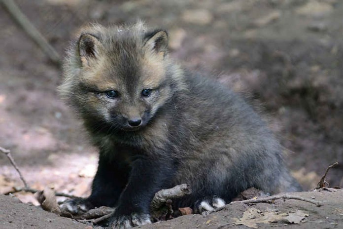 Rotfuchs-Nachwuchs im Wildparadies Tripsdrill