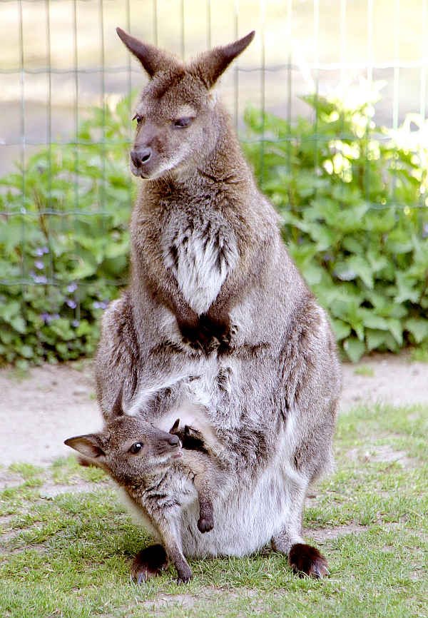 Junges Känguru im Zoologischen Stadtgarten Karlsruhe