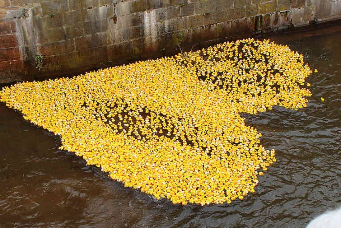 Die 4320 Rennenten bilden ein Herz im Wasser