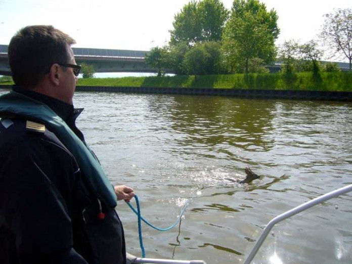 Dieses Reh konnte nicht mehr aus eigener Kraft ans rettende Ufer - Die Beamten der Wasserschutzpolizei verhinderten, dass das Reh in den Fluten versank
