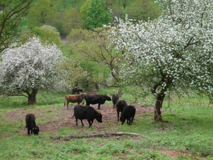 Betätigen sich als Landschaftspfleger: Heckrinder, Burenziegen und Esel halten Gräfenhausener Wingertsberg offen