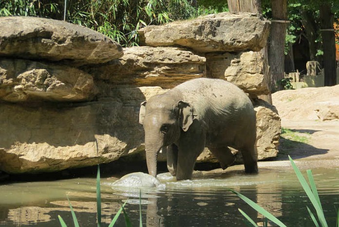 Elefant Ludwig im Zoo Heidelberg