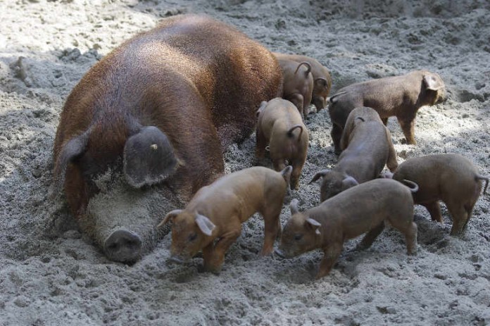 Nachdem Schweinedame Juli, die zur Haustierrasse Schwäbisch-Hallisches Schwein gehört, gleich 14 Ferkel zur Welt brachte folgte am nächsten Tag Duroc-Schwein Dolores mit 11-fachem Nachwuchs