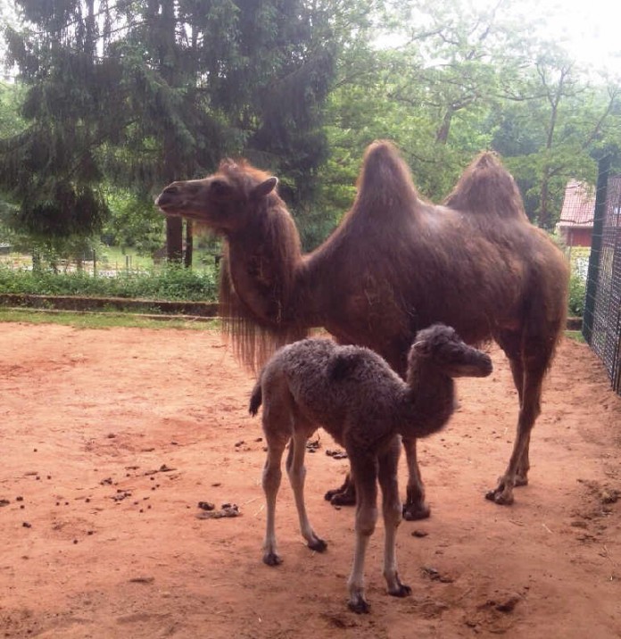 Neu im Kaiserslauterner Zoo: Trampeltier Khalessi