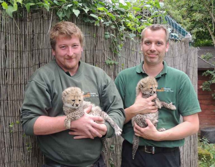 Landauer Zootierpfleger Michael Schwan (links) und Torsten Schmeing mit zwei der vier Gepardenjungtieren im Alter von 32 Tagen