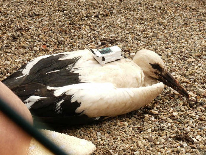 Der nur 55 g schwere Sender behindert die Vögel nicht