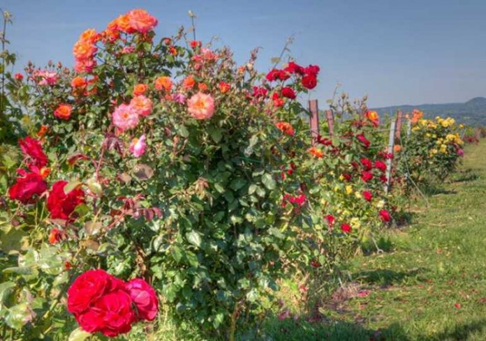 Die Königin der Blumen: die Rose