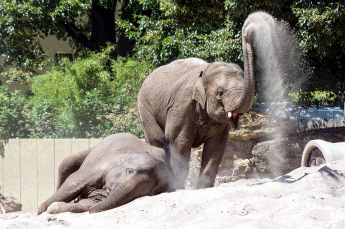 Elefant Ludwig im Heidelberger Zoo