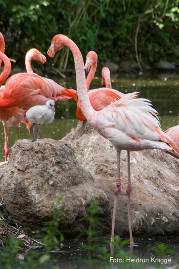 Der Zoo Heidelberg ist immer einen Ausflug wert