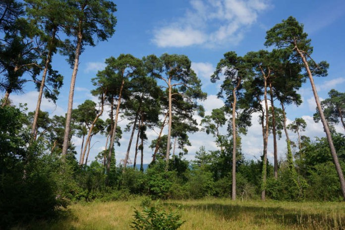 img-30344-11_kiefernwald1_andreas_greiner.jpg