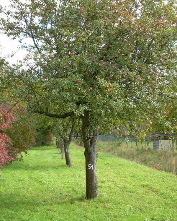 Das städtische Liegenschaftsamt versteigert im August die Erträge von Apfel- und Birnbäumen