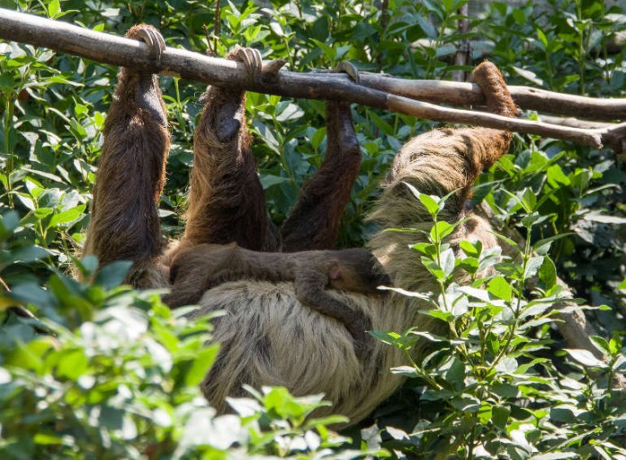 Nachwuchs bei den Faultieren im Zoo Heidelberg