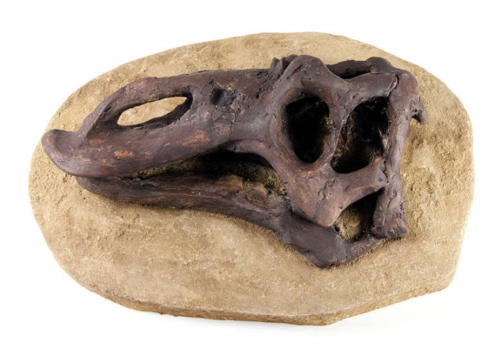 Bei den Vorbereitungen zur Sonderausstellung „Die DUCKOMENTA“ entdeckten Wissenschaftler in Mannheim eine neue Dinosaurierart: den „Anatotitan mannheimensis“