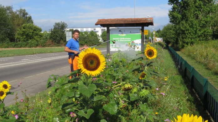 Jürgen Imdieke beim Gießen des an der Quer-spange ausgesäten Werrataler Sommertraums