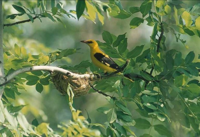 Der Pirol gehört zu den besonders bedrohten Arten aus der Vogelwelt des Zitadellengrabens