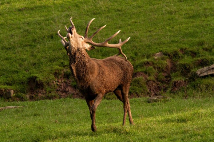 Ein röhrender Hirsch im Wildparadies Trippsdrill