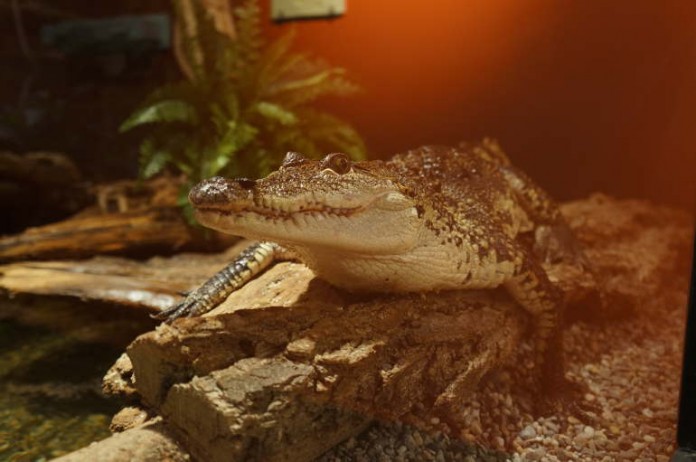 Gut versteckt in der Dunkelheit der Nacht lauert ein Krokodil im Museum