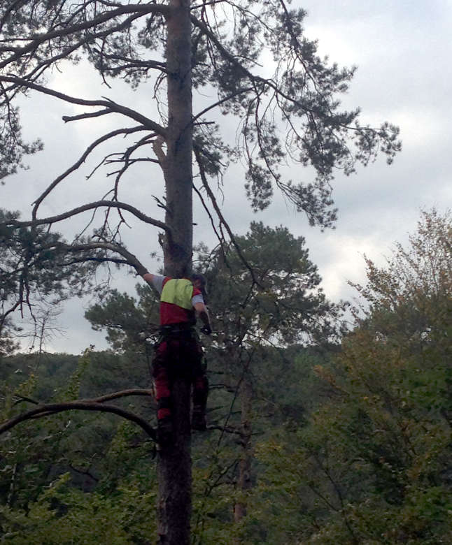 Die Katze wurde vom Baum gerettet