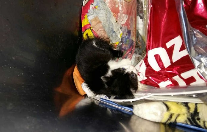 Anwohner haben vier junge Kätzchen aus einer Mülltonne gerettet. Die Polizei ermittelt