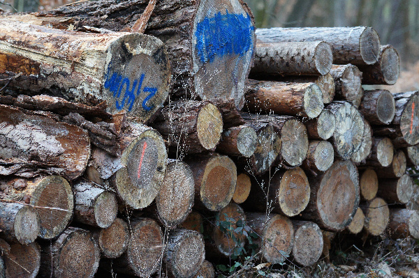 Wälder liefern wertvollen Rohstoff Holz