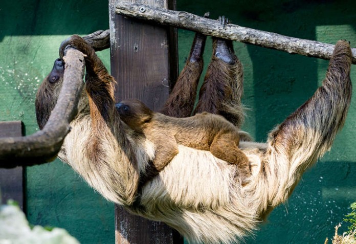 Der Heidelberger Zoo sucht nach einem Namen des Jungtier-Männchen und ruft Zoofreunde zur Unterstützung auf
