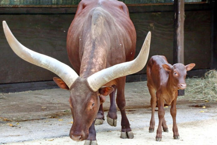 Sarabi mit ihrem Kalb Dambia