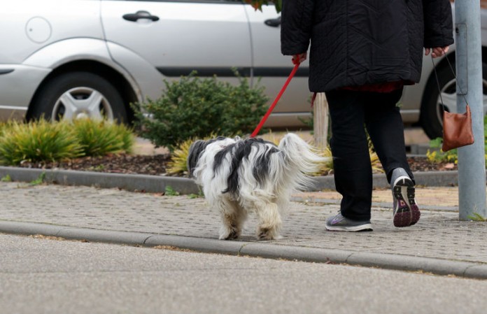Hundehaltung in Wiesbaden soll merklich teurer werden