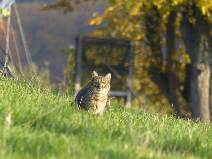 Eine vermeintliche Wildkatze besiedelt in Kürnbach im Bereich Sommerhälde/Seelach die Wälder