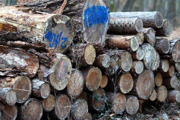 Im Wald lauern Gefahren
