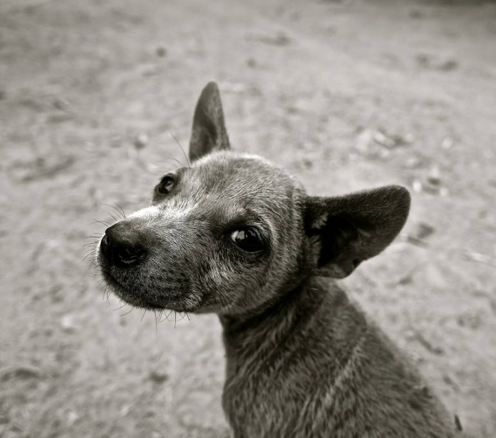 Ob der Hund ein schlechtes Gewissen hat, ist nicht bekannt
