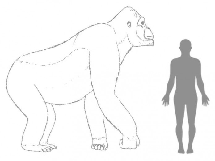 Geschätzte Größe von Giganthopithecus im Vergleich zu einem Menschen