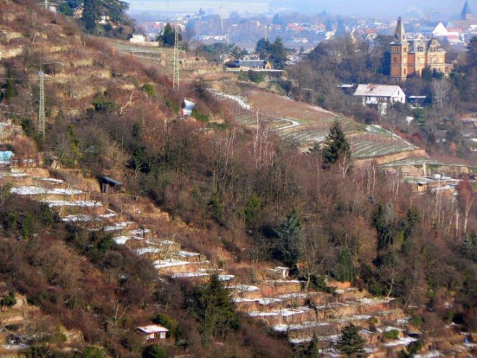 Bei der freizulegenden Steillage handelt es sich um die Terrassen etwa zwischen den beiden Strommasten