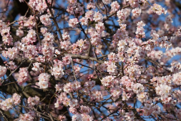 Mandelblüten In Gimmeldingen (Foto: Holger Knecht)
