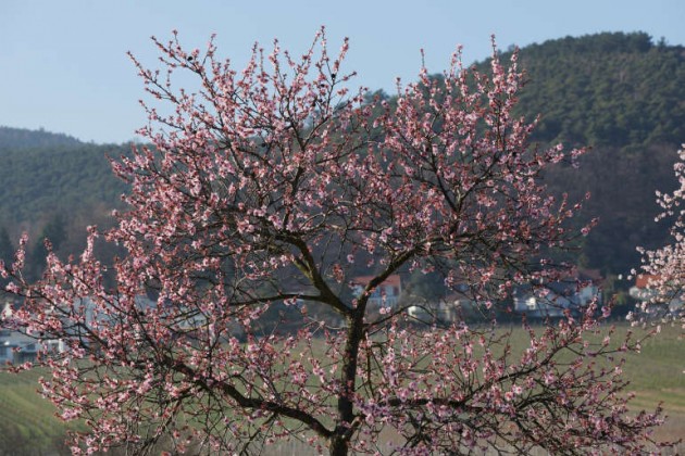 Mandelblüten In Gimmeldingen (Foto: Holger Knecht)