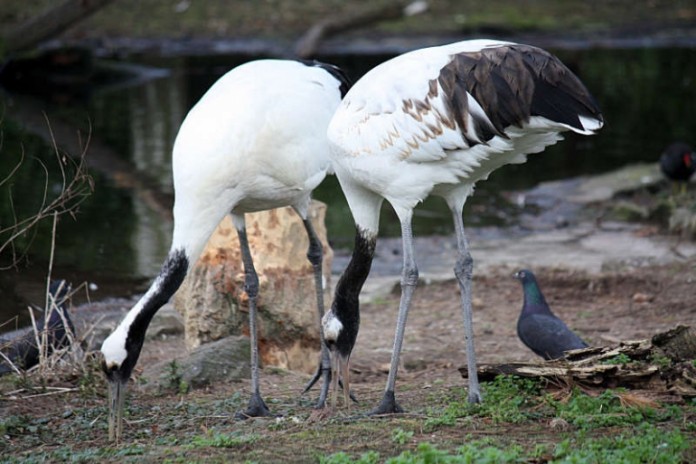 Mandschurenkraniche im Zoo Frankfurt