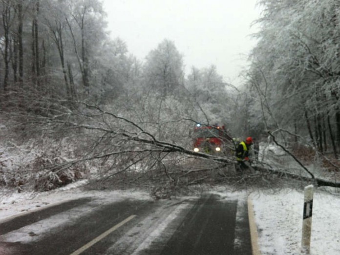 Die Feuerwehr entfernte den Baum von der Straße