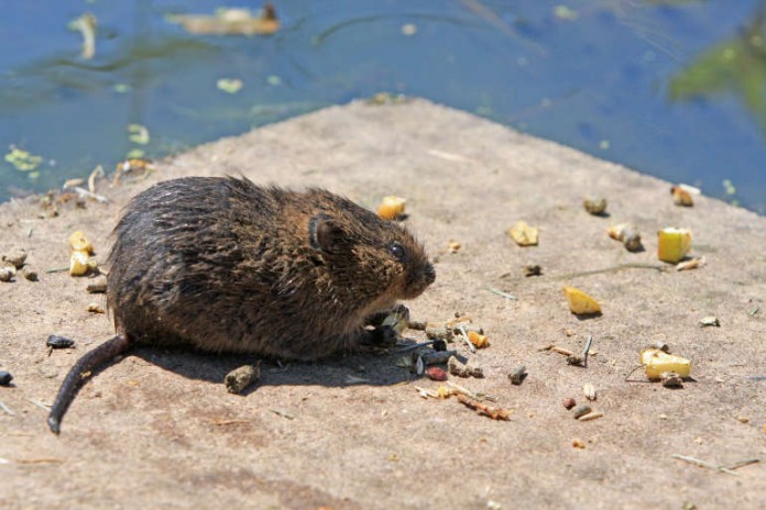 Ratten gelten als Krankheitsüberträger (Symbolbild)