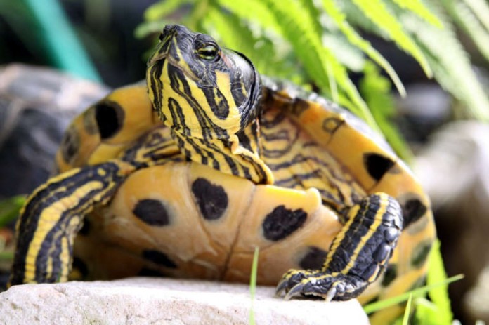 Ordnungshüter nahmen die Schildkröte in Obhut