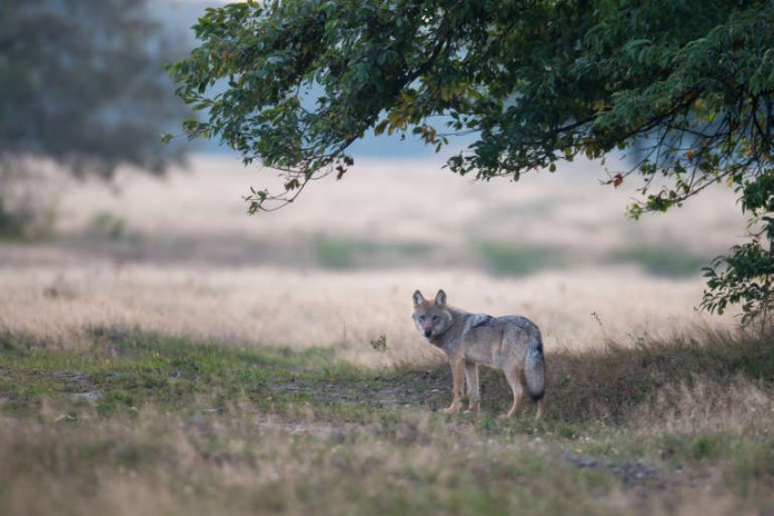 Zentrale Koordinierungsstelle hilft beim länderübergreifenden Erfahrungsaustausch zum Wolf (Symbolbild)