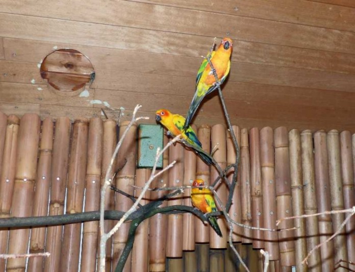 Sonnensittiche im Zoo Karlsruhe