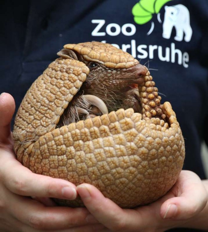Das im Exotenhaus des Zoos Karlsruhe geborene Gürteltier lebt künftig im Loro Parque Teneriffa