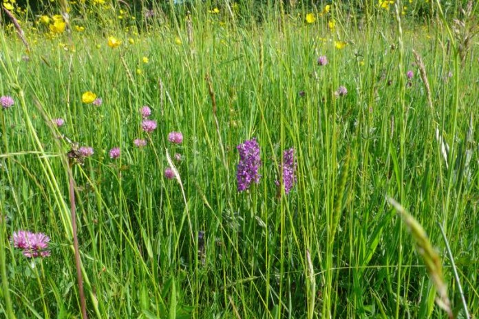 Wiese mit blühenden Knabenkräutern auf Gemarkung Ittersbach; Foto: Dr. Aly / RPKA