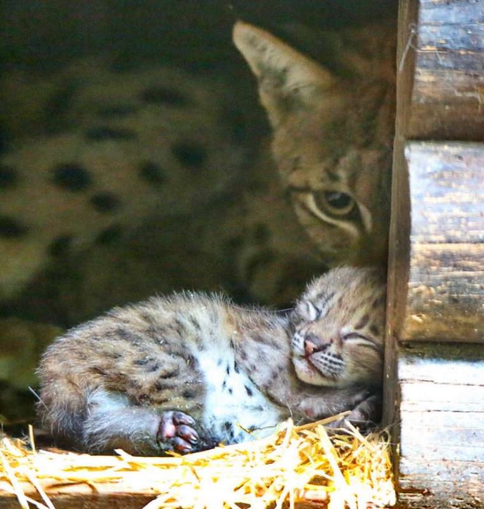 Karlsruhe Zoo Luchs Luchsweibchen Zveta Nachwuchs