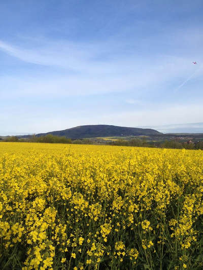 Rapsfeld am Donnersberg (Symbolbild, Foto: Helmut Dell)