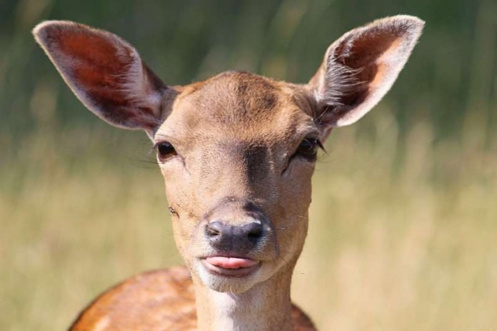 Damwild Reh